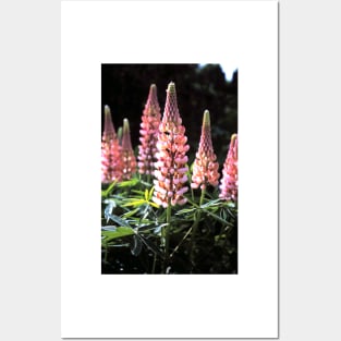 Lupine flowers Posters and Art